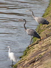 Herons waiting for the fish