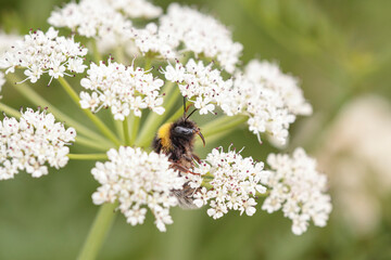 Bee sucking pollen seeing proboscis