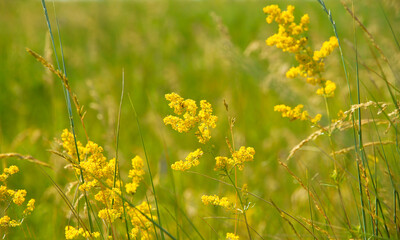 Beautiful natural landscape - alpine meadow. Blooming grass in the meadow.