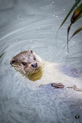 Eurasian otter (Lutra lutra) swimming on his back