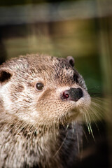 Eurasian otter (Lutra lutra) in captivity, close-up