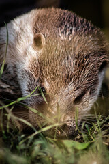 Eurasian otter (Lutra lutra) in captivity, close-up