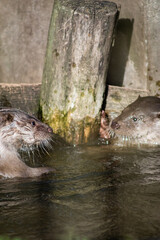Eurasian otter (Lutra lutra) pups swimming in captivity