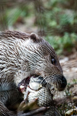 Eurasian otter (Lutra lutra) eating a fish, close-up