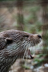 Eurasian otter (Lutra lutra) eating a fish, close-up