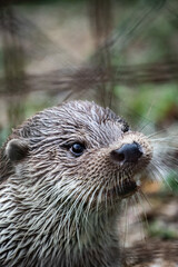 Eurasian otter (Lutra lutra) eating a fish, close-up