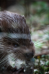Eurasian otter (Lutra lutra) eating a fish, close-up