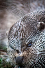Eurasian otter (Lutra lutra) eating a fish, close-up