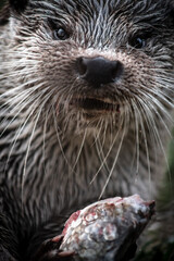 Eurasian otter (Lutra lutra) eating a fish, close-up