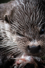 Eurasian otter (Lutra lutra) eating a fish, close-up