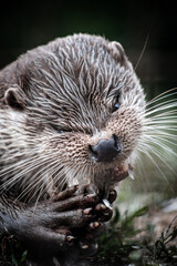 Eurasian otter (Lutra lutra) eating a fish, close-up