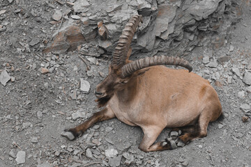 mountain goat in the wild