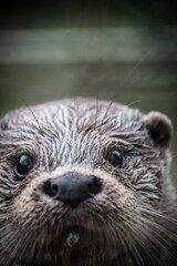 Eurasian otter (Lutra lutra) portrait, close-up