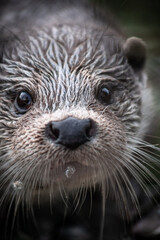 Eurasian otter (Lutra lutra) portrait, close-up