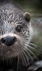 Eurasian otter (Lutra lutra) portrait, close-up