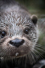 Eurasian otter (Lutra lutra) portrait, close-up