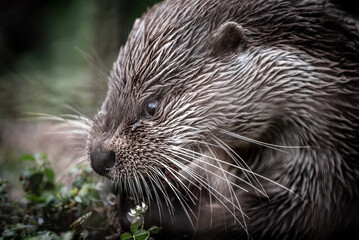 Eurasian otter (Lutra lutra) eating a fish, close-up