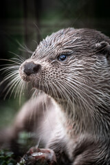 Eurasian otter (Lutra lutra) portrait, close-up