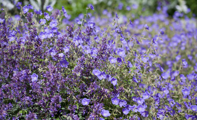 Geranium ‘Brookside’ bears large deep blue flowers in the perennial flower border -  one of the easiest plants to grow in the ornamental garden.