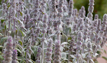 Lamb's ear plant  -  Stachys Byzantina blooming in violet in the medicinal garden.
