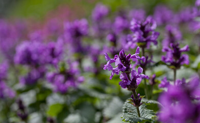 Obraz premium Stachys Macrantha Robusta - woundwort , medicinal plant used to stop bleeding wounds, growing in the herbal garden.