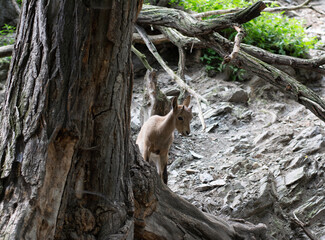 squirrel on tree