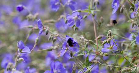 Geranium ‘Brookside’ bears large deep blue flowers in the perrenial flower border -  one of the easiest plant to grow in the ornamental garden.