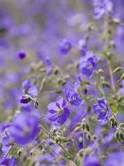 Geranium ‘Brookside’ bears large deep blue flowers in the perrenial flower border -  one of the easiest plant to grow in the ornamental garden.