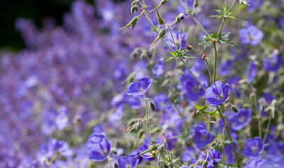 Fototapeta premium Geranium ‘Brookside’ bears large deep blue flowers in the perrenial flower border - one of the easiest plant to grow in the ornamental garden.