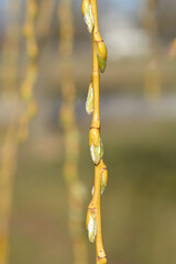 Golden Weeping Willow