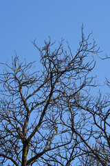 Common horse chestnut