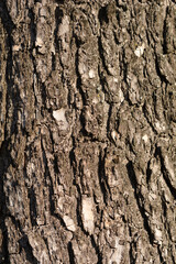 Common catalpa