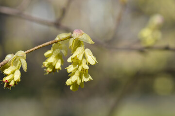 Spike witch hazel