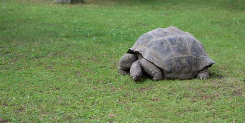 turtle on grass