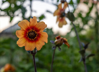 a dahlia flower in summer in a garden