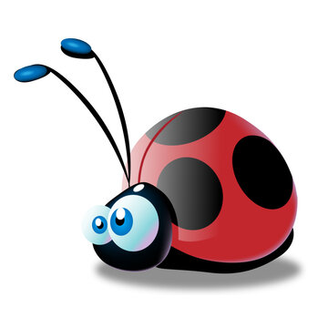 coccinella