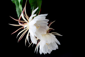Fototapeta na wymiar white calla lily