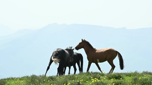 Horses rearing up while trying to bite each other. Brown and Black horses. Horses on a meadow against mountains