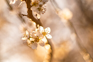 Naklejka premium beautiful flowering hawthorn in spring