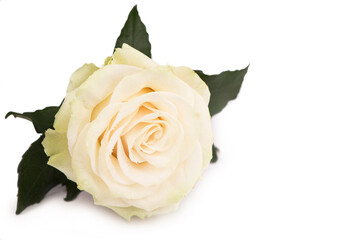 one white rose on a white background