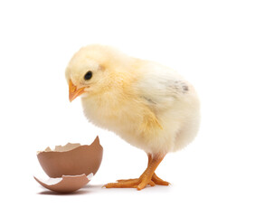 Little chick with egg shell isolated on white background