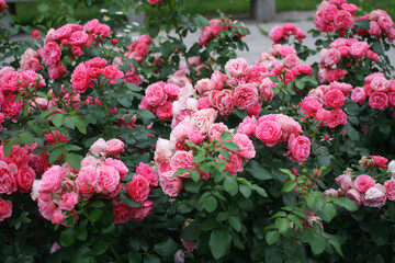 Fototapeta premium Beautiful pink roses in full bloom in the garden. Close-up photo. Dark green background. Garden concept. Rose flower blooming against blurred rose flower 