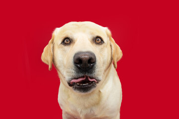 Portrait funny and surprised labrador retreiver dog. Isolated on red colored background