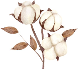 White cotton  flowers watercolor with transparent background