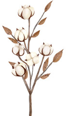 White cotton  flowers watercolor with transparent background