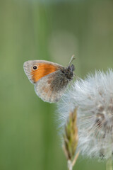 Small heath butterfly (Coenonympha pamphilus) rests on a dandelion blowball.