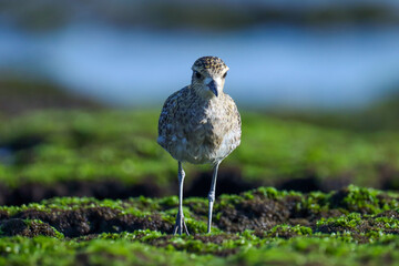 Bird closeup. Bird photography. Pacific golden plover. Pluvialis fulva. Natural background. Abstract background.
