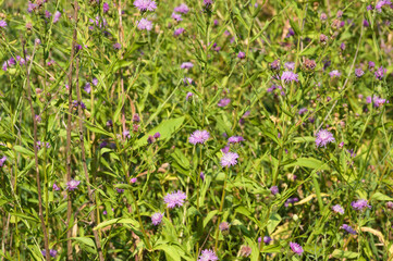 Fototapeta premium Closeup of brown knapweed flowers with selective focus on foreground