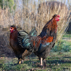 Two roosters free range in garden