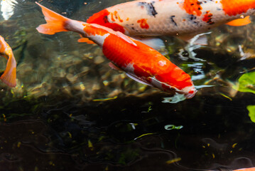 Beautiful koi fish. Farm work. Closed system. ornamental fish for export.